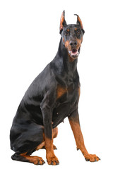 Doberman