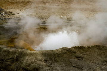 Steaming geyser vents at Fountain Paint Pots in Yellowstone National Park