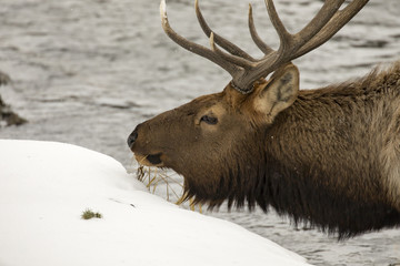 Feeding Elk on river in Yellowstone National Park