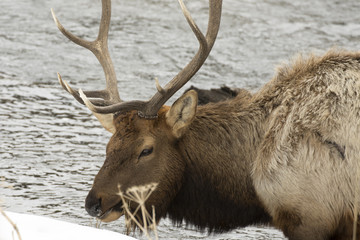 Elk on river in Yellowstone National Park