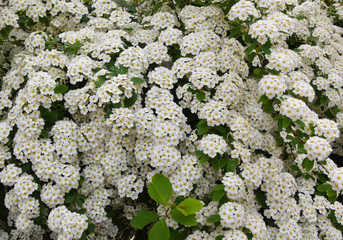 Spiraea Arguta, small white flowers background.