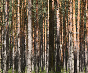 Lots of trees in forest - background. Poland.