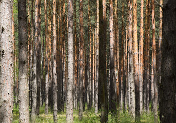 Fototapeta na wymiar Lots of trees in forest - background. Poland.