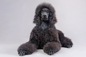 black poodle