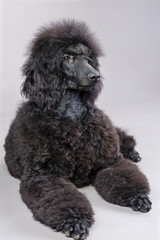 black poodle