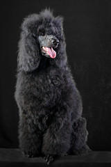 black poodle
