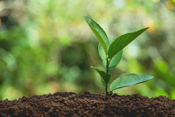 Green young plant growing in soil on nature background