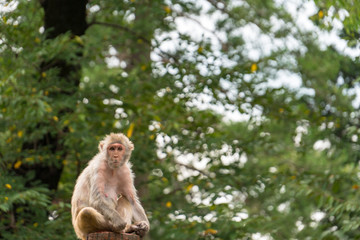 A snow monkey sitting on the tree in the forest 