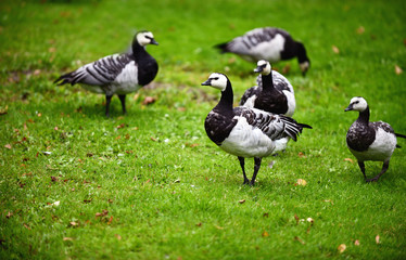 Barnacle geese