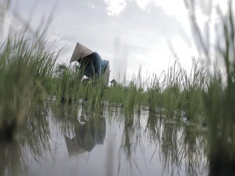 Balanese farmer working on the rice fields with his hands on the mud in Bali Indonesia