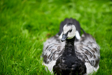 barnacle goose