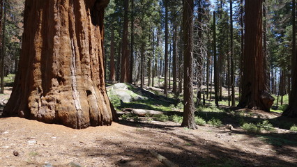 Big Trees hiking trail in Sequoia National Park (CA, USA)