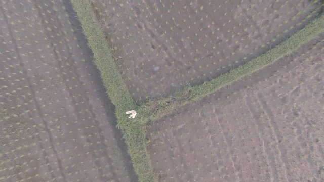 balinese rice terraces at Ubud Bali Indonesia. Aerial rice field patterns filmed in 2k