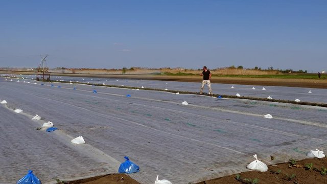 The farmer checks typhon system during irrigation on cabbage field.