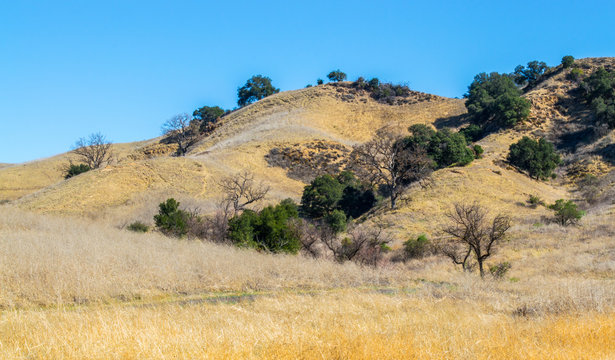 rolling hills covered with green trees and golden grasses in Malibu, California