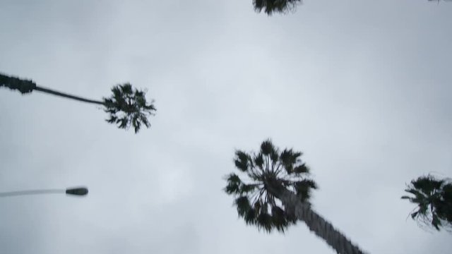 Elevated view looking up at palm trees while driving