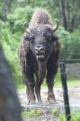 Beautiful Isolated Photo Of A Wild Bison, Cattle In The Forest