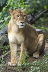 Fototapeta na wymiar Beautiful Isolated Photo Of A Wild Lioness In The Forest