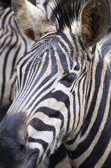 Naklejka premium Beautiful Photo Of Wild Zebras In The Forest