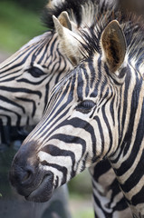 Obraz na płótnie Canvas Beautiful Photo Of Wild Zebras In The Forest