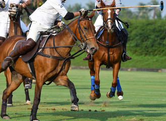 Horse Polo players are competing in the field.