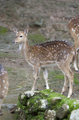 Beautiful Isolated Photo Of A Cute Wild Deer In The Forest