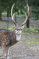 Beautiful Isolated Photo Of A Cute Wild Deer In The Forest