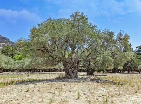 Ancient olive trees trunks In Rhodes Island