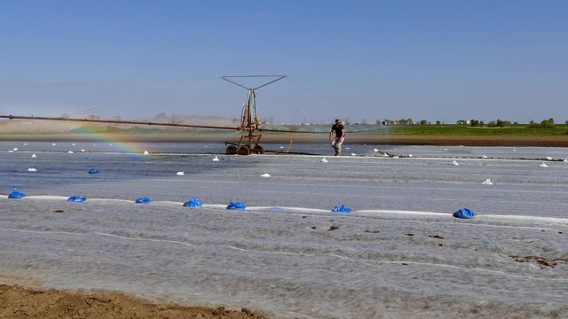 The farmer sets up typhon system during cabbage irrigation.