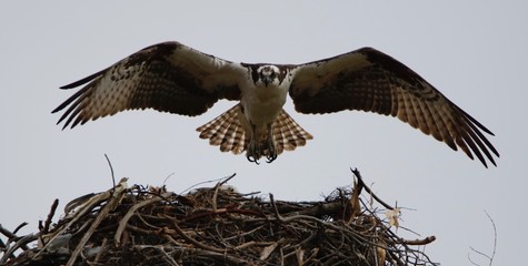 Osprey flight