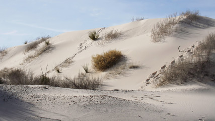  White Sands - Rare white gypsum sand dunes located in the northern Chihuahuan Desert in the state of New Mexico.