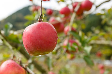 Apple tree in the farm