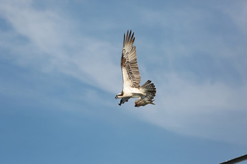 Osprey with fish in its talons. 