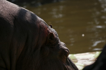 Fototapeta premium Hippopotamus feeding in the zoo