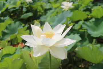 Lotus in Korakuen Garden