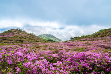 Naklejka na ściany i meble Beautiful Rhododendron flowers on mountains at Morning, Hwangmaesan mountain in South Korea.