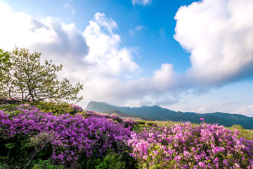 Obraz premium Beautiful Rhododendron flowers on mountains at Morning, Hwangmaesan mountain in South Korea.