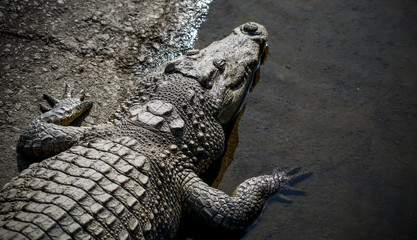 Crocodiles kept in the zoo