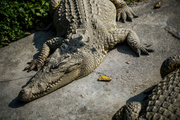 Crocodiles kept in the zoo