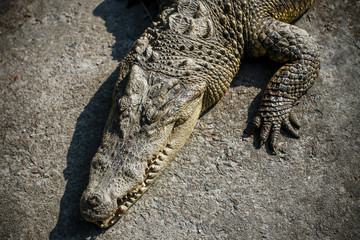 Crocodiles kept in the zoo