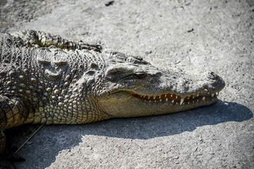 Crocodiles kept in the zoo