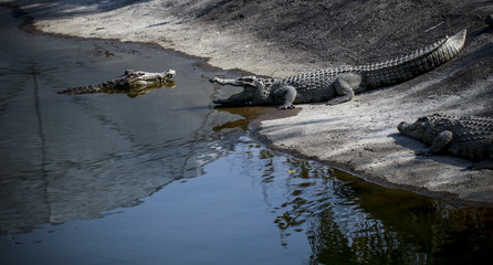 Crocodiles kept in the zoo