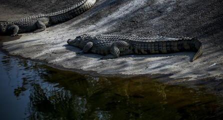 Crocodiles kept in the zoo