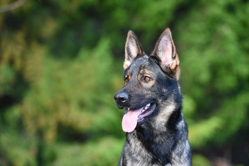 Sable German Shepherd Close up head portrait