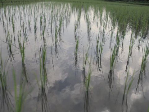 Close-up of rice fields in Bali Indonesia with water reflecting the clouds in the sky