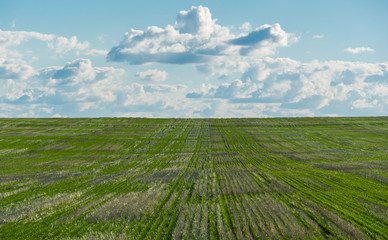 Grass and Clouds