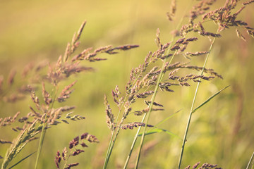 Field of wild grass, close up. 
