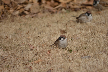 Obraz premium すずめ