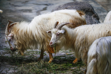 Obraz premium Goats eating grass leisurely