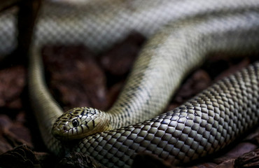 Snake kept in the zoo